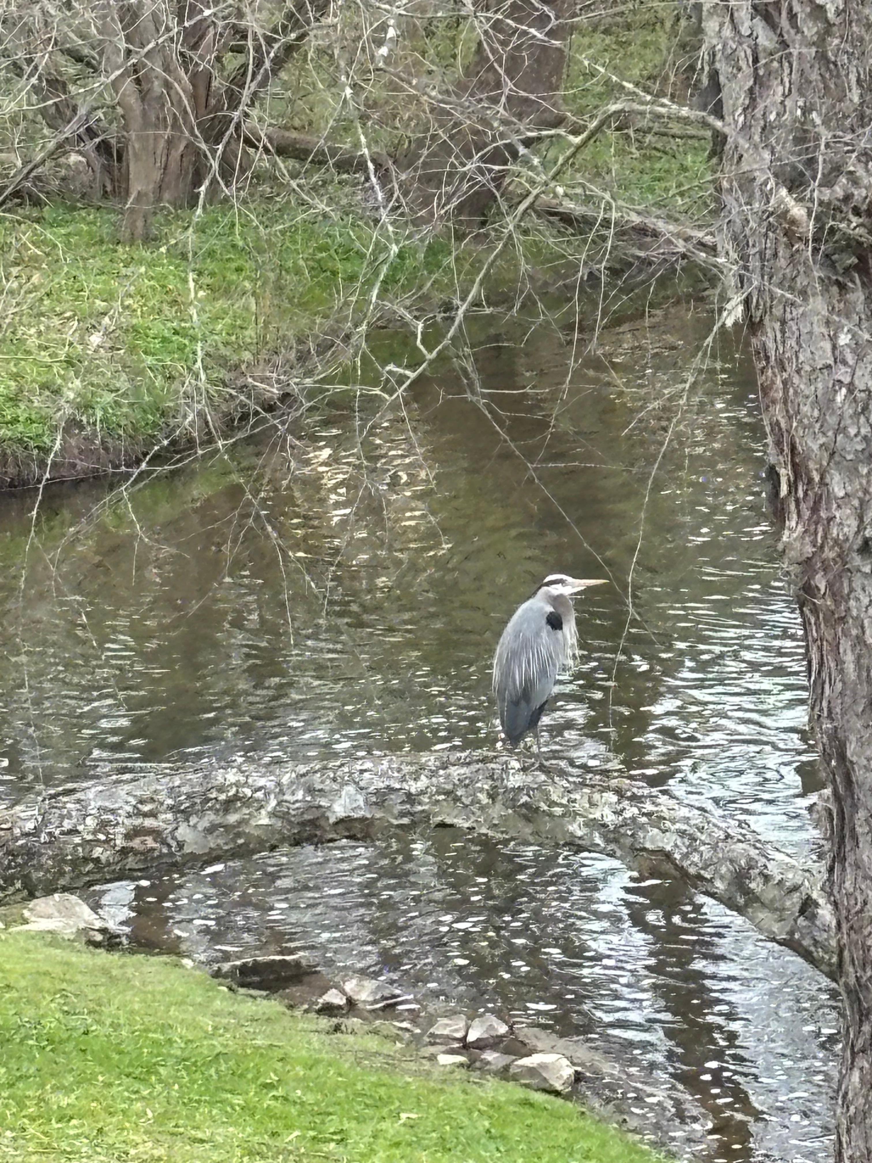 Heron