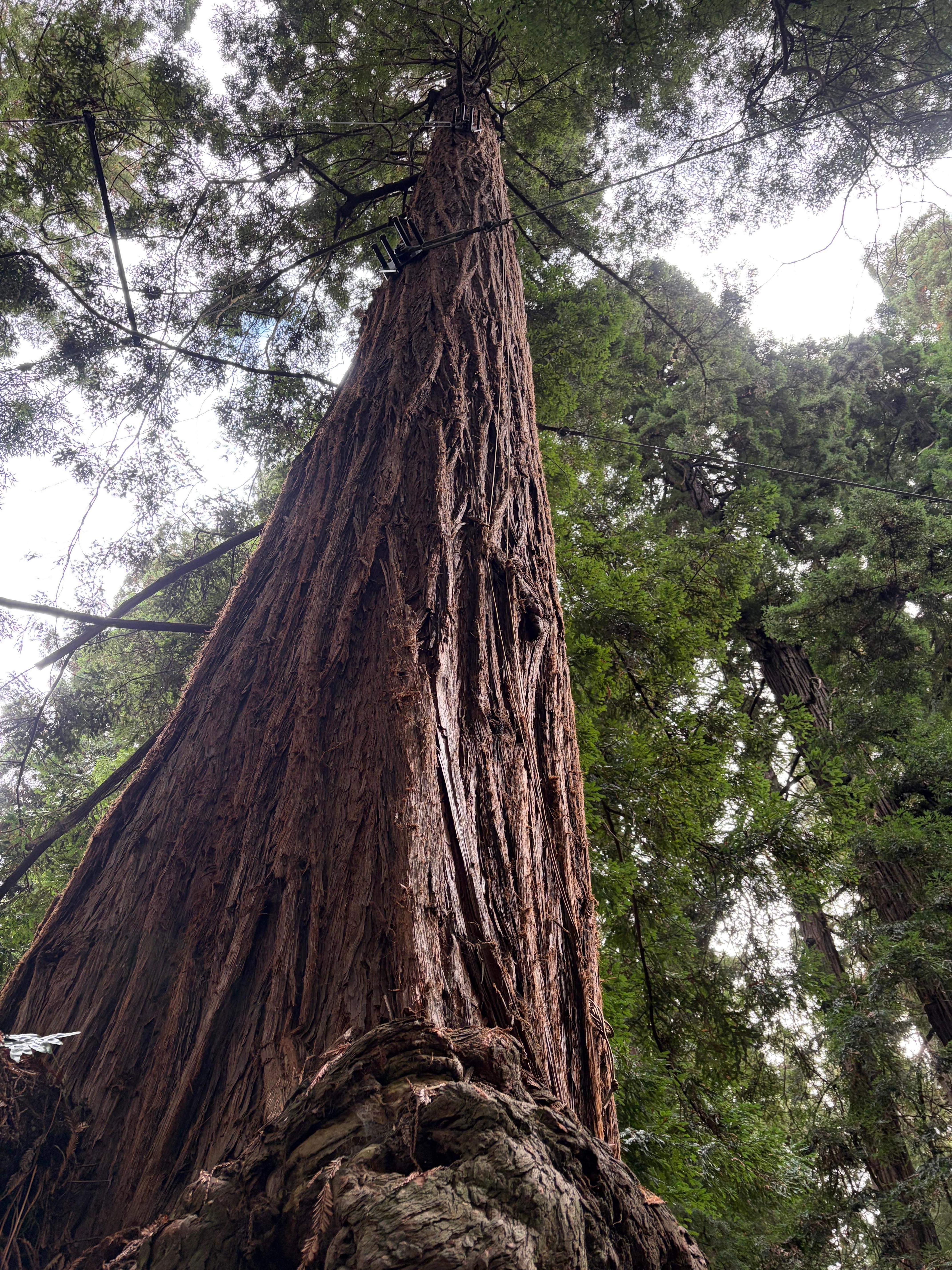 Sequoia zoo.. just a couple blocks away