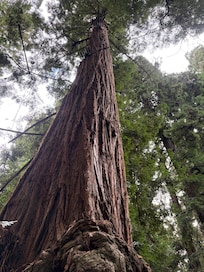 Sequoia zoo.. just a couple blocks away