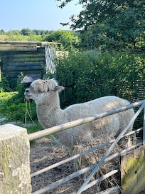 Alpacas on site