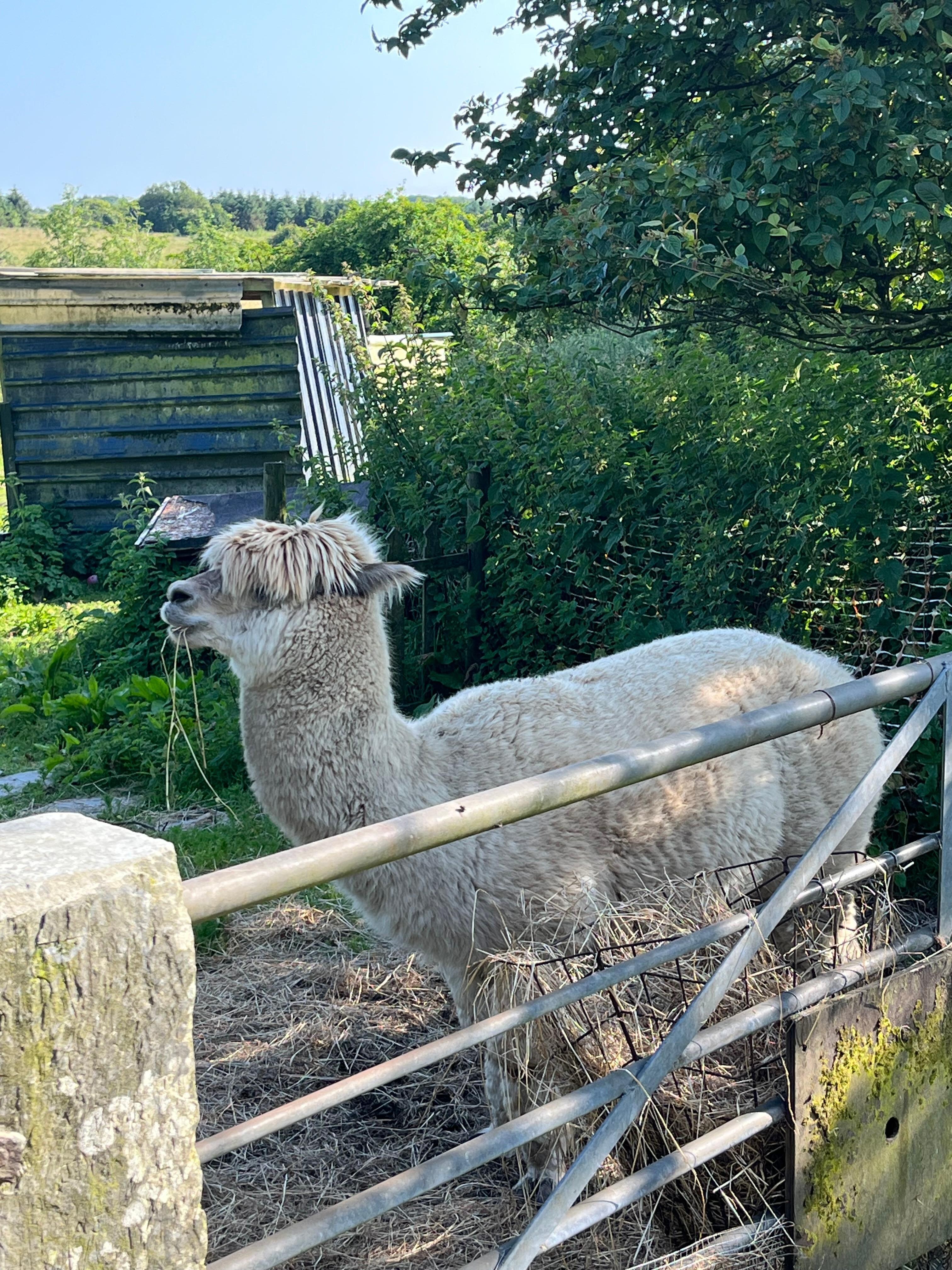 Alpacas on site