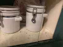 Mouse droppings
