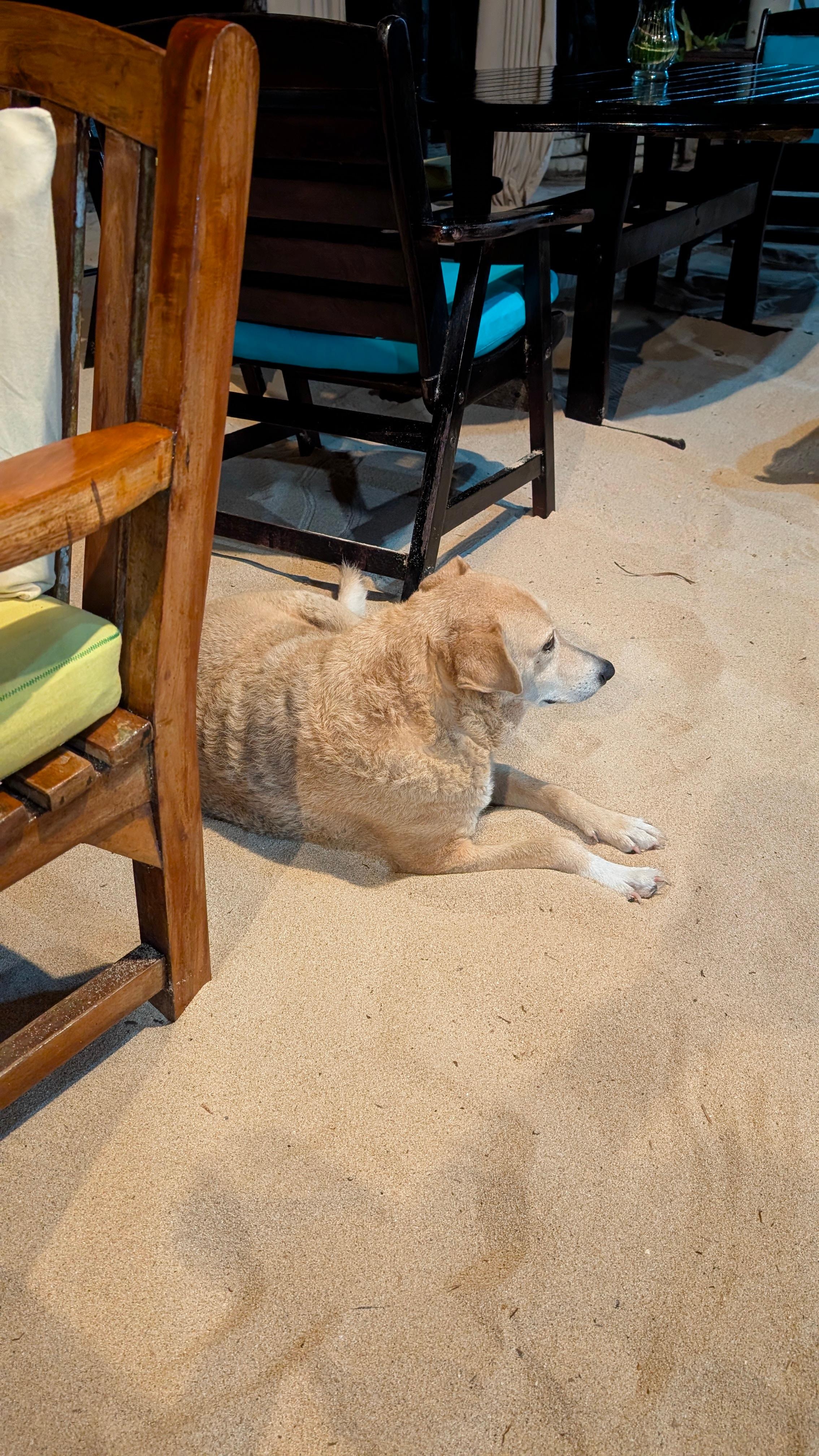 Suki was always there to greet you with her tail wagging