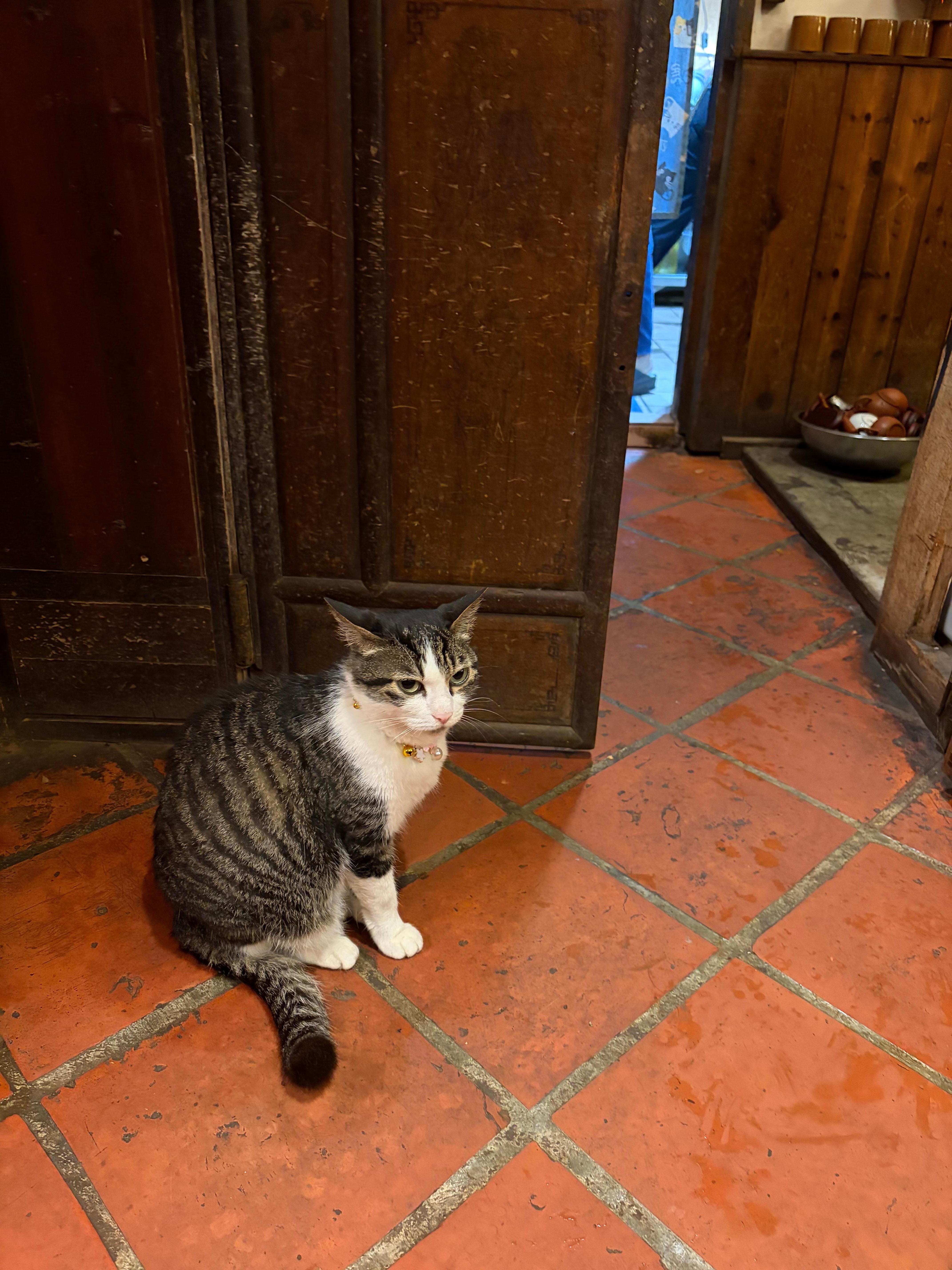 九份の喫茶店の人懐こい猫。