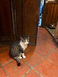 九份の喫茶店の人懐こい猫。