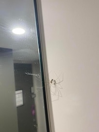 Toile d’araignée sur le miroir