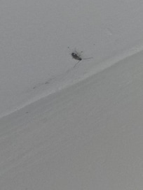 cockroaches
