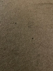 Stained carpets
