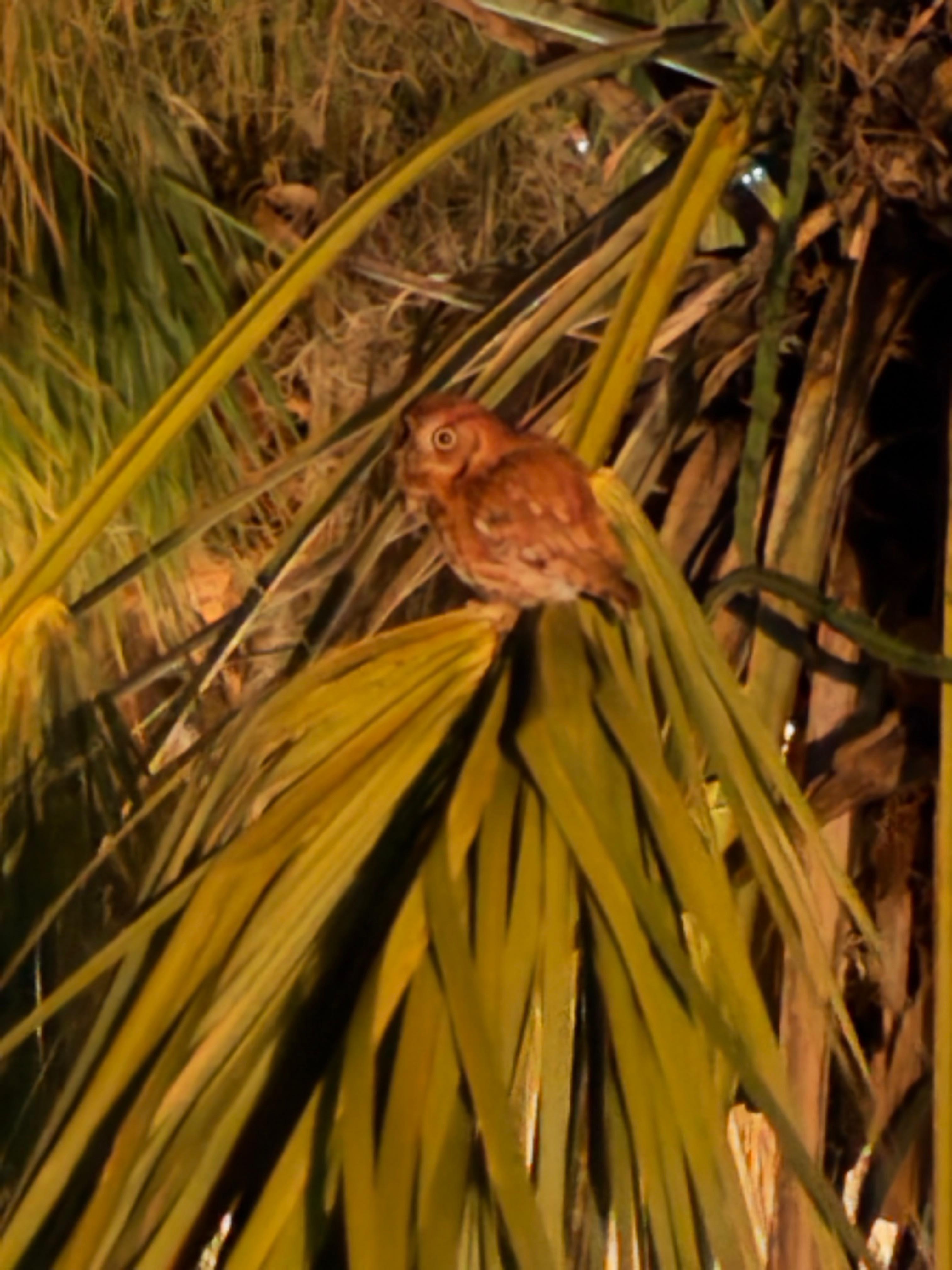 Eastern Screech Owl just outside the deck