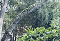 Back deck area with beautiful Live Oak