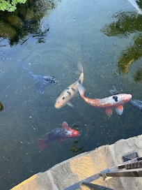 morning koi greeting.