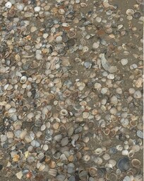 More seashells