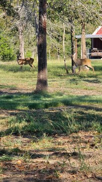 Wildlife