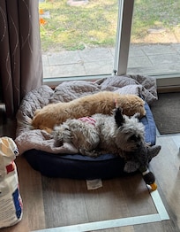 Tired my dogs so much they actually shared a bed. Never happens!