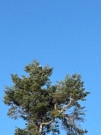 Eagle on tree next door