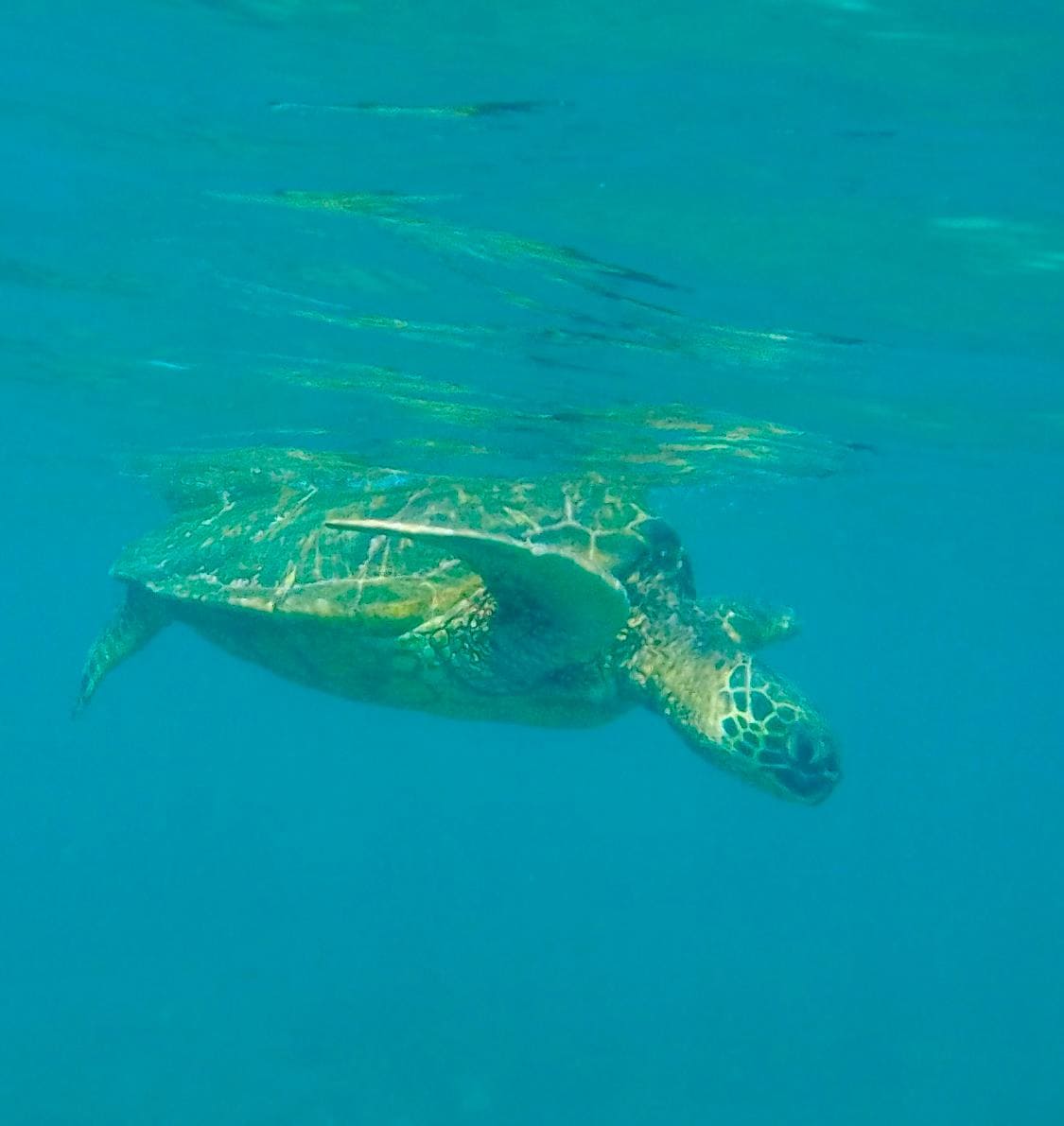 Photo of one of the turtles.