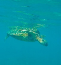 Photo of one of the turtles.