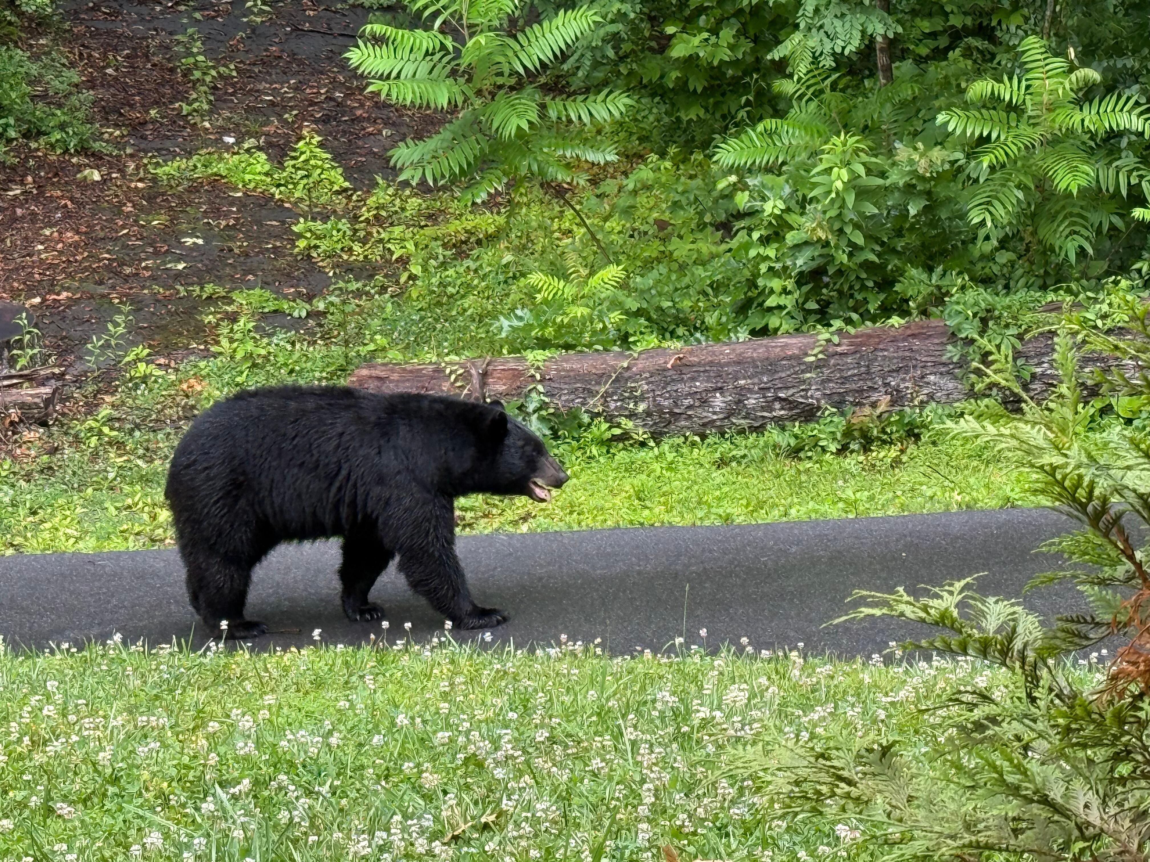 Bear day 1 - he was just moseying his way to his den. No interaction, we just watched. 