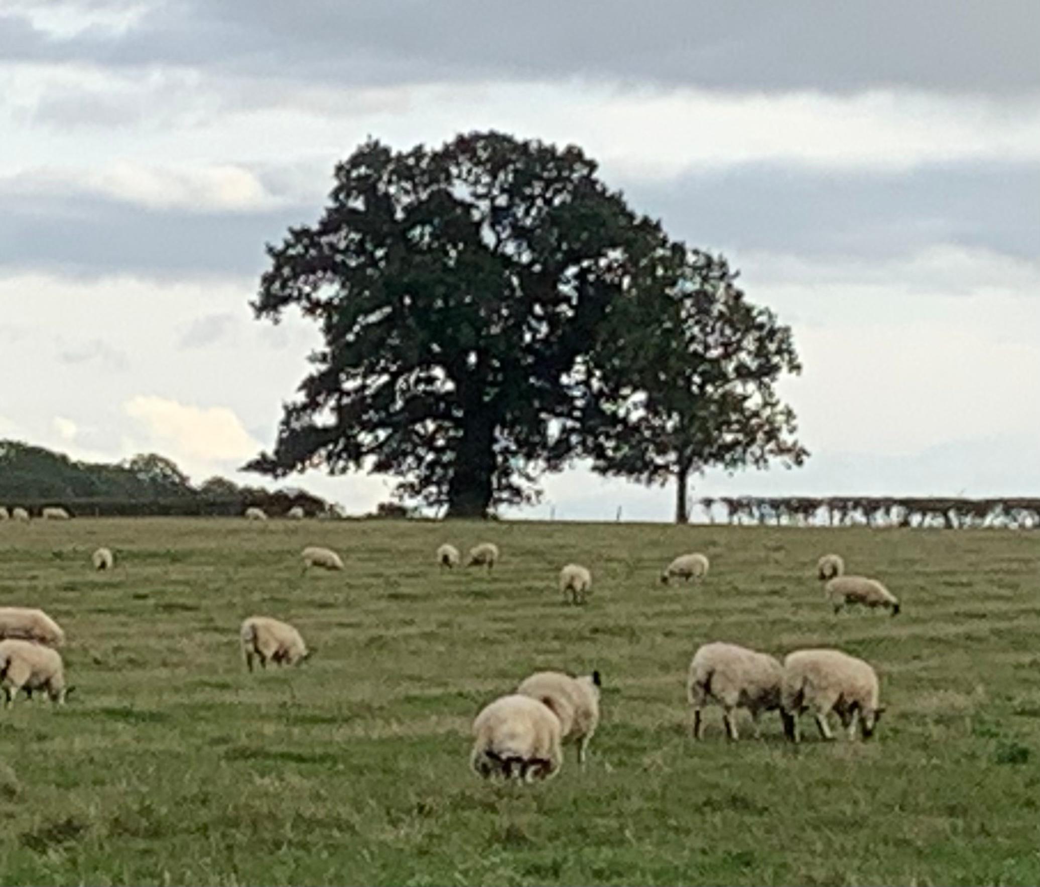 Loved looking out on the sheep!