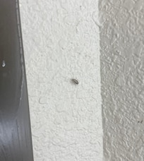 Roach