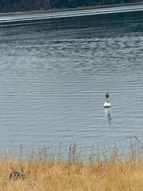 Heron from the area above the beach