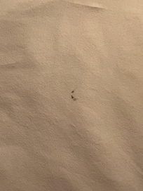 Gnarly stain on sheet