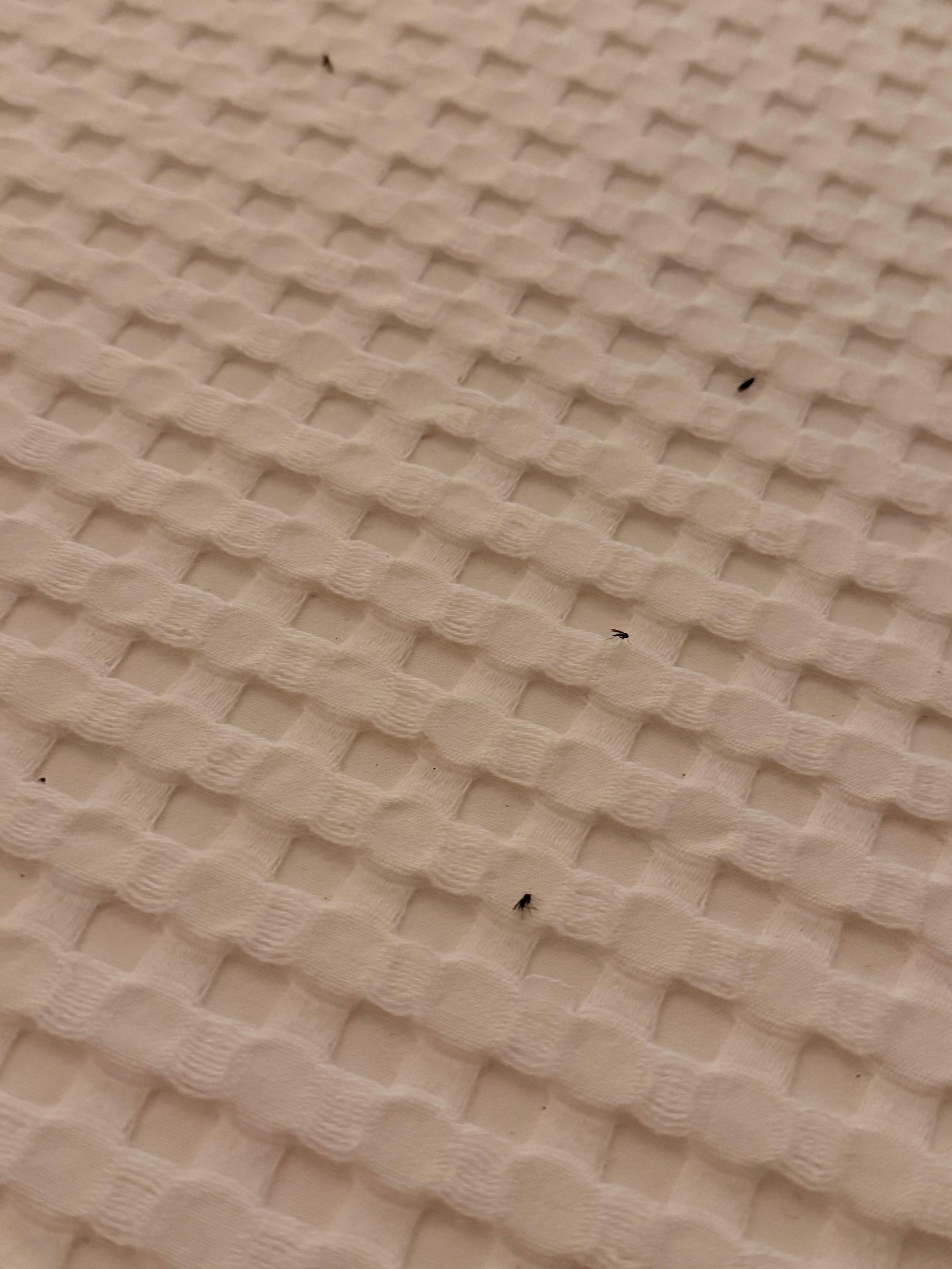 Bedsheets 
