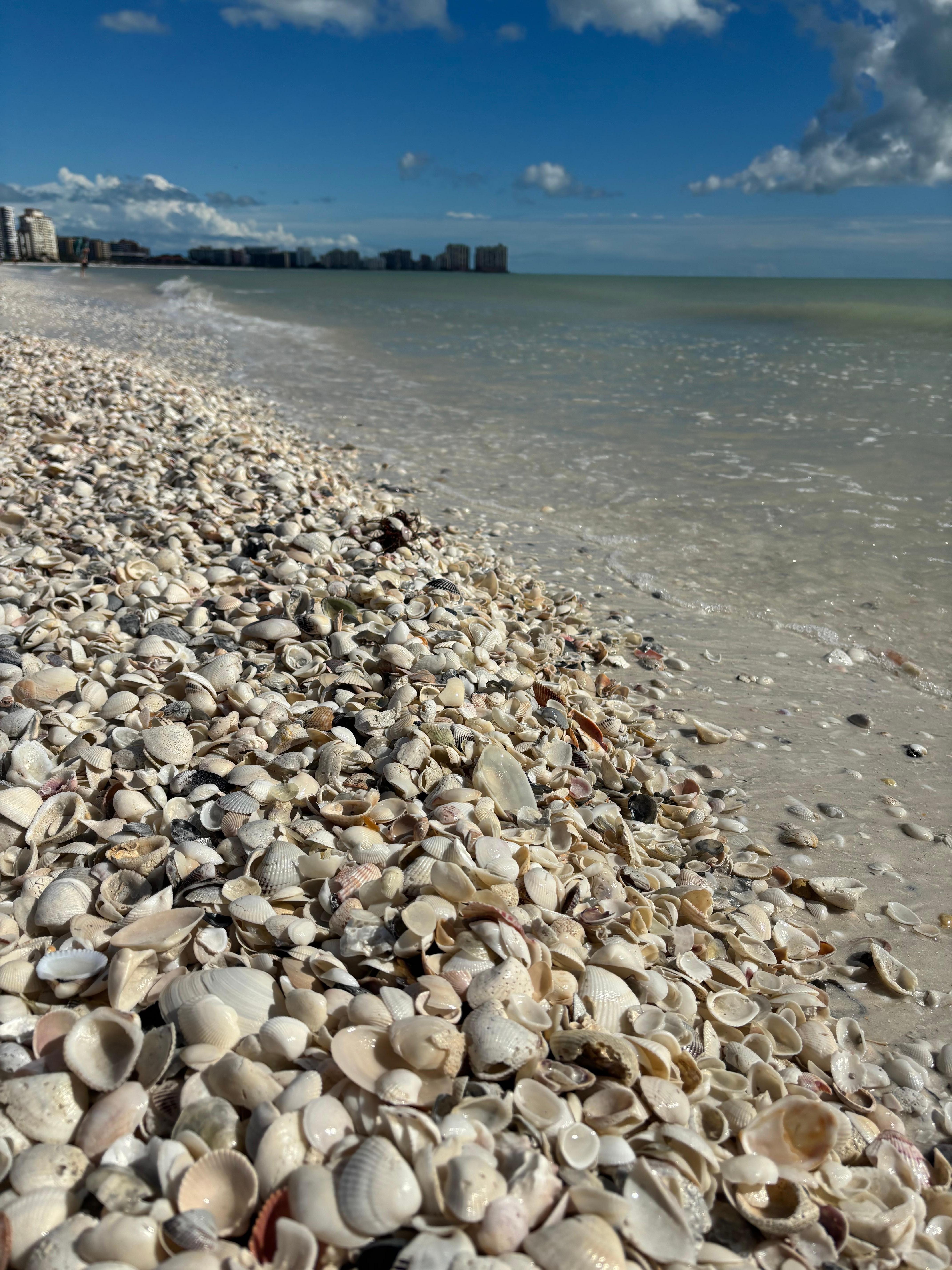 Tigertail Beach is amazing for shelling! 