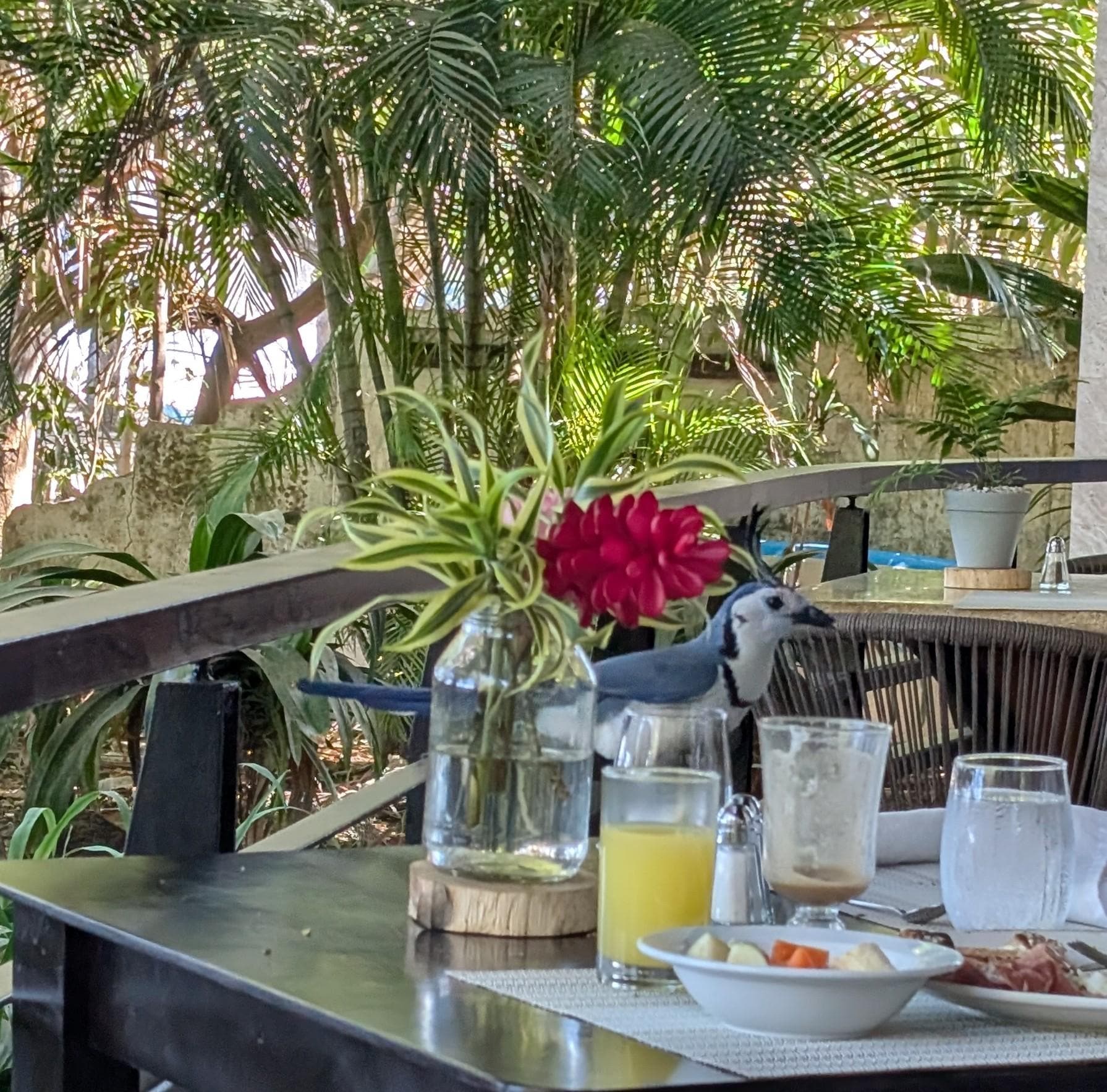 Breakfast visitor 