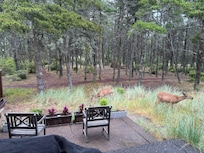 Deer in the back of house where there is a wonderful forest area.