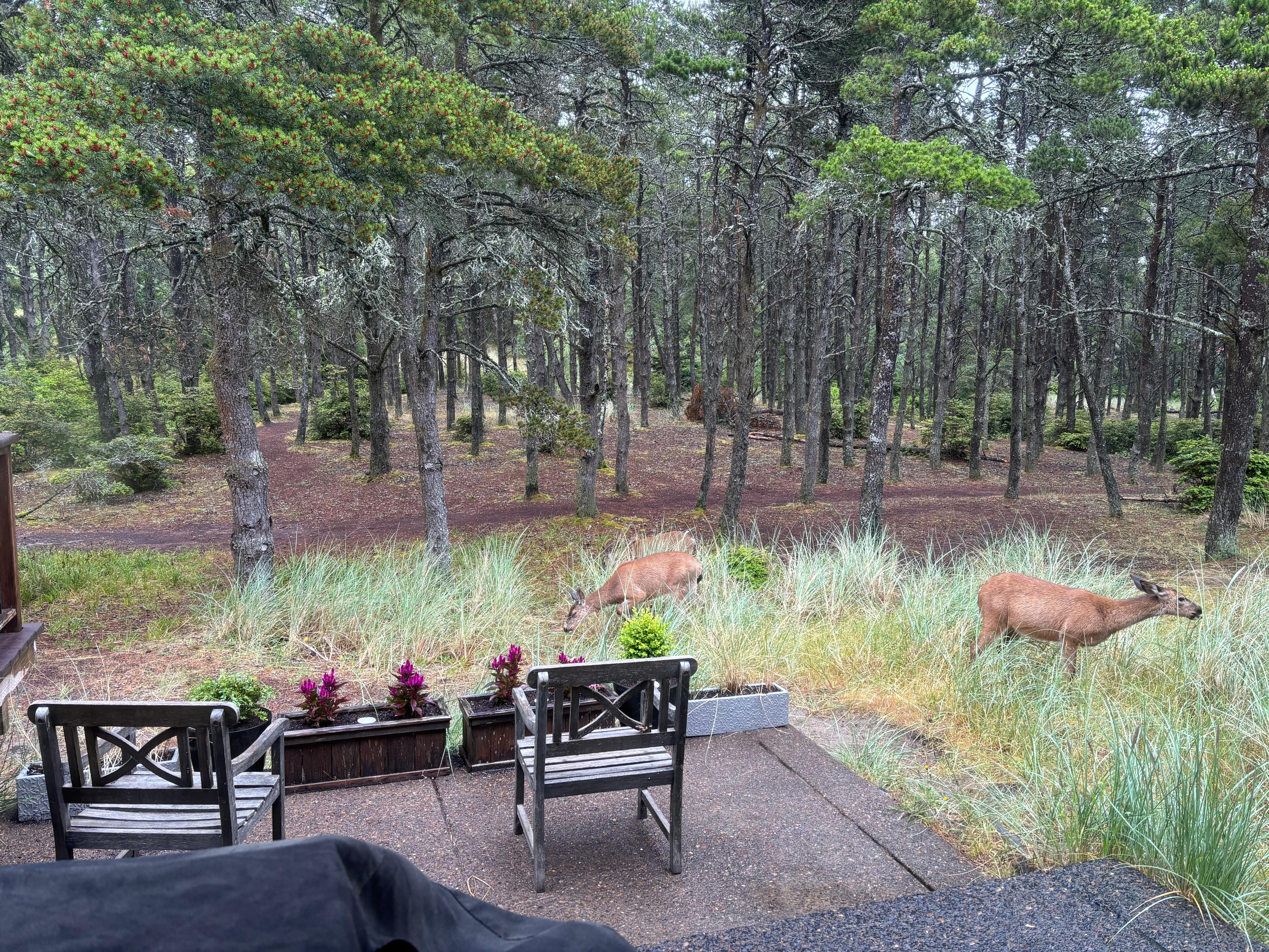 Deer in the back of house where there is a wonderful forest area. 
