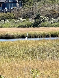 The heron entertained us daily