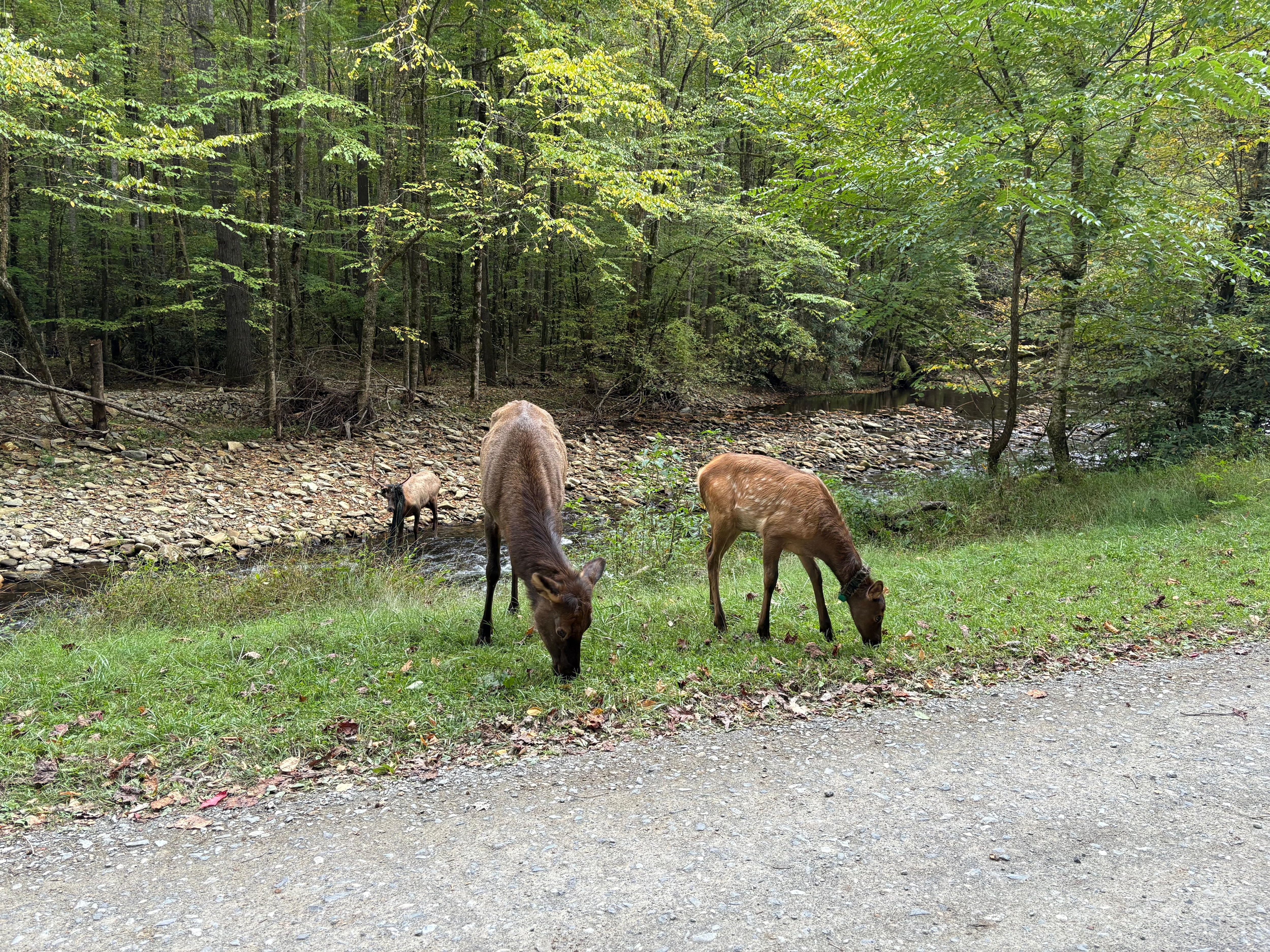 This is in the Cataloochee Valley near the Palmer house inside the Park.