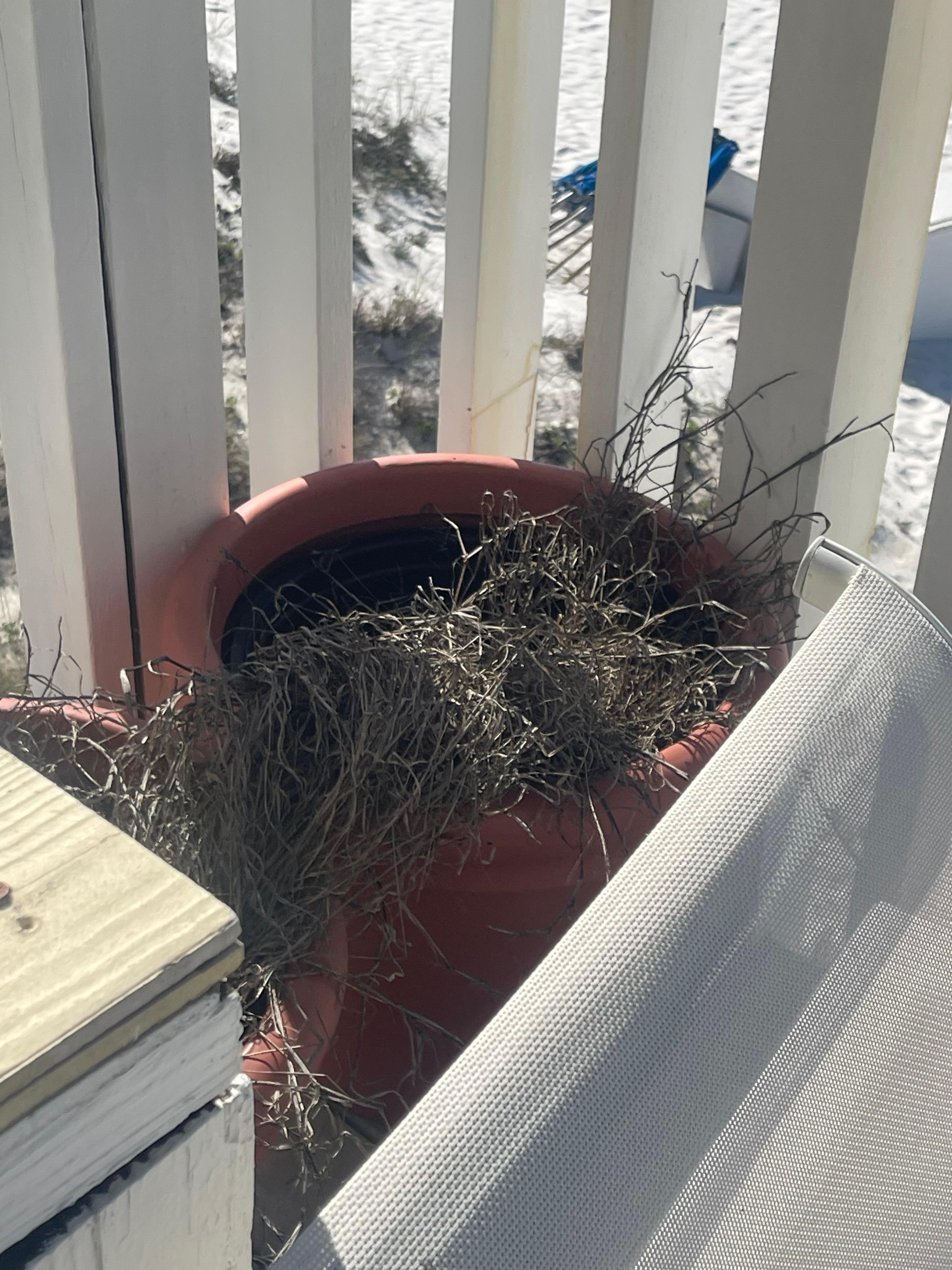 Dead plants as porch decor.