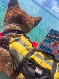 Steffy the dog-Sailing, fishing and more