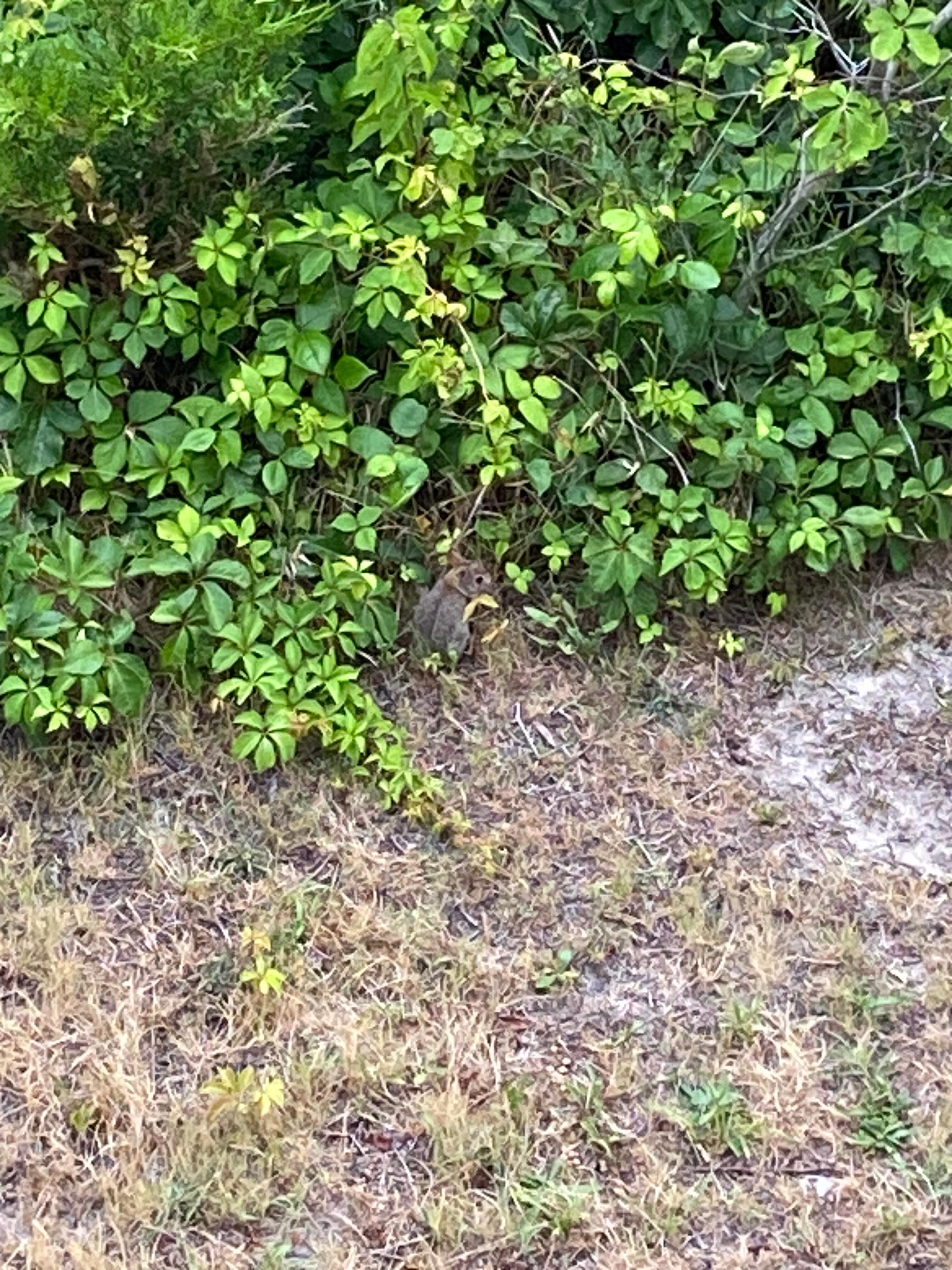 Baby Beach Bunny outside the condo! 