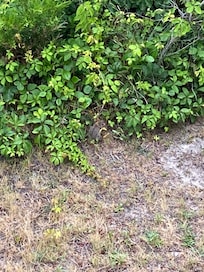 Baby Beach Bunny outside the condo!