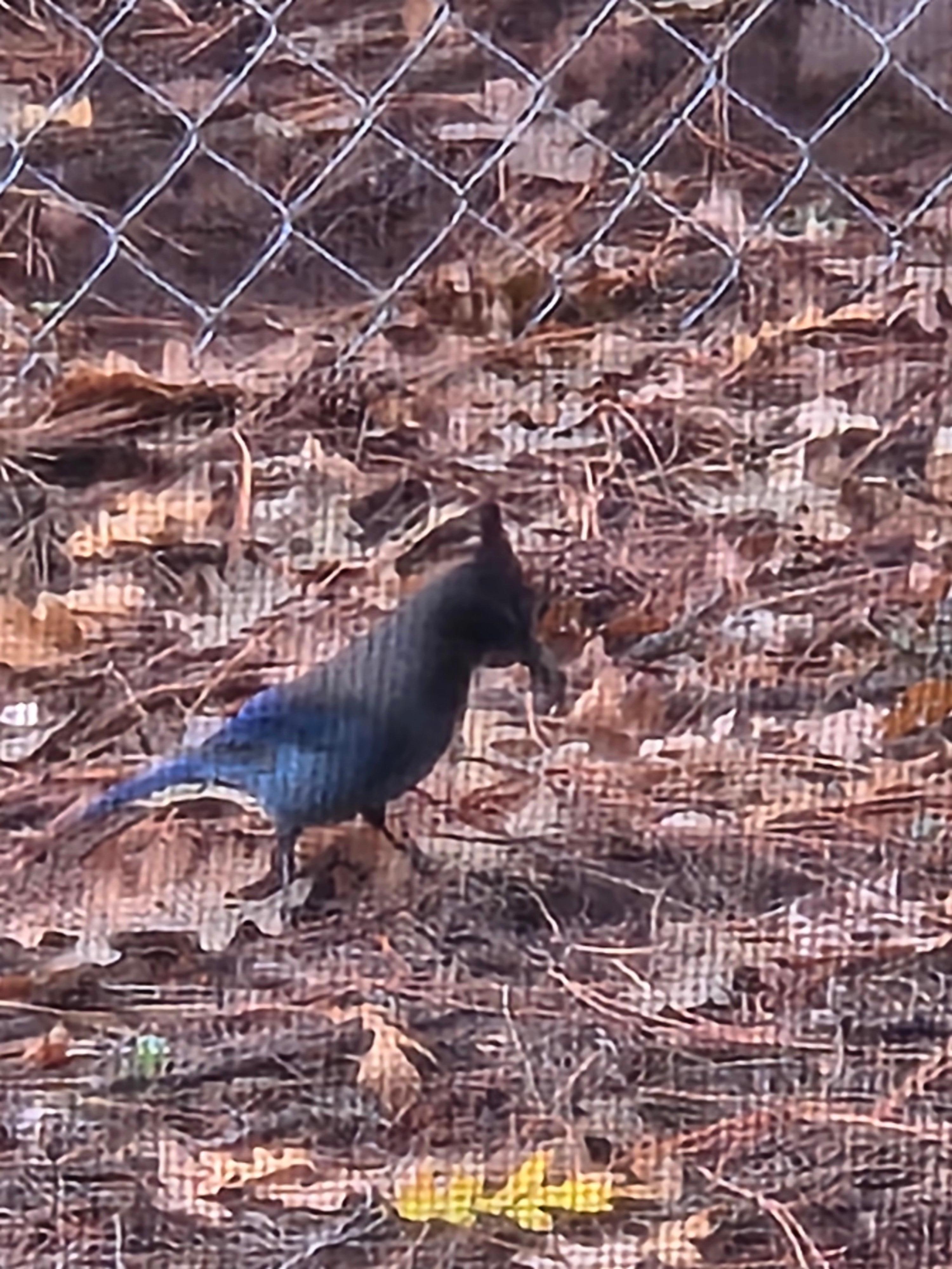 Stellar Jay, kind if fuzzy 