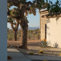 Several mature Joshua Trees on property, loved it!