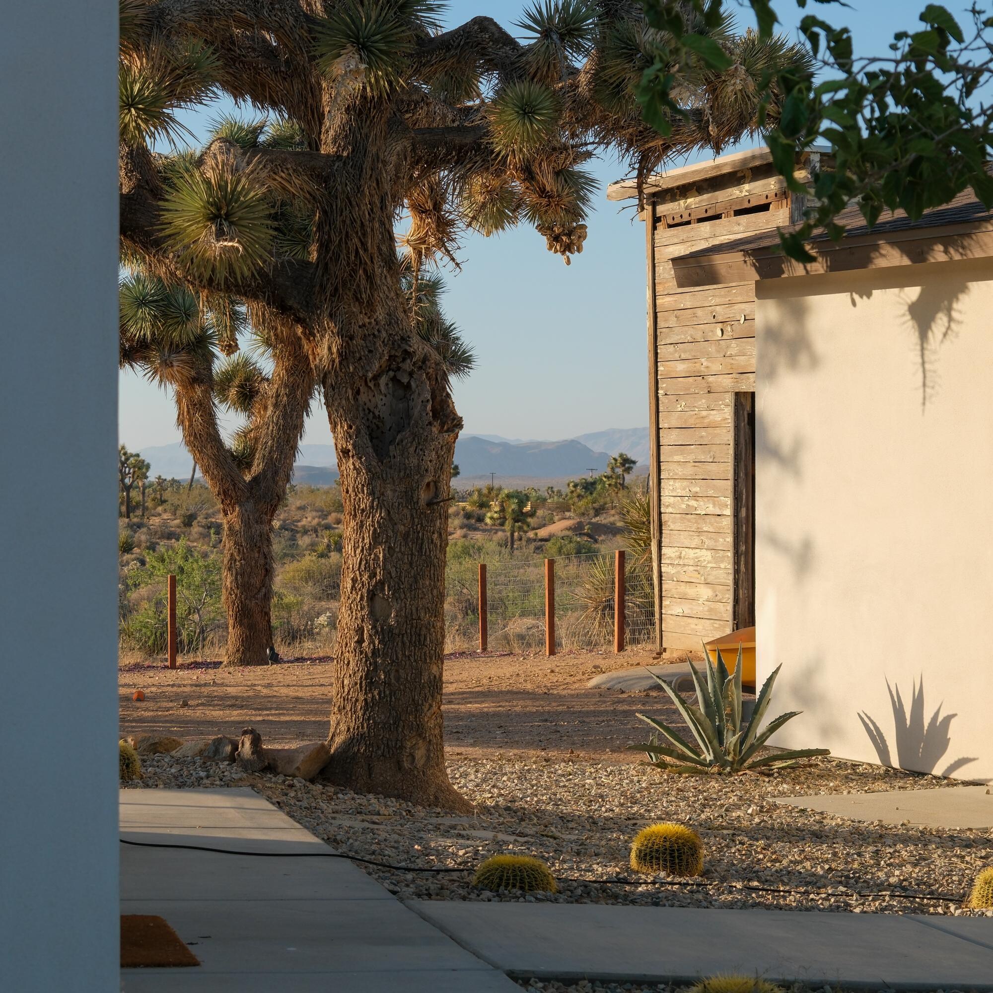 Several mature Joshua Trees on property, loved it!