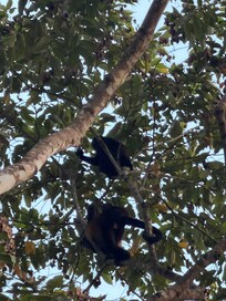 Howler monkeys at the property
