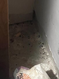 Mouse dropping next to washer in closet in bathroom