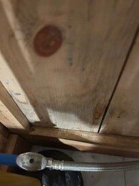 mold?
