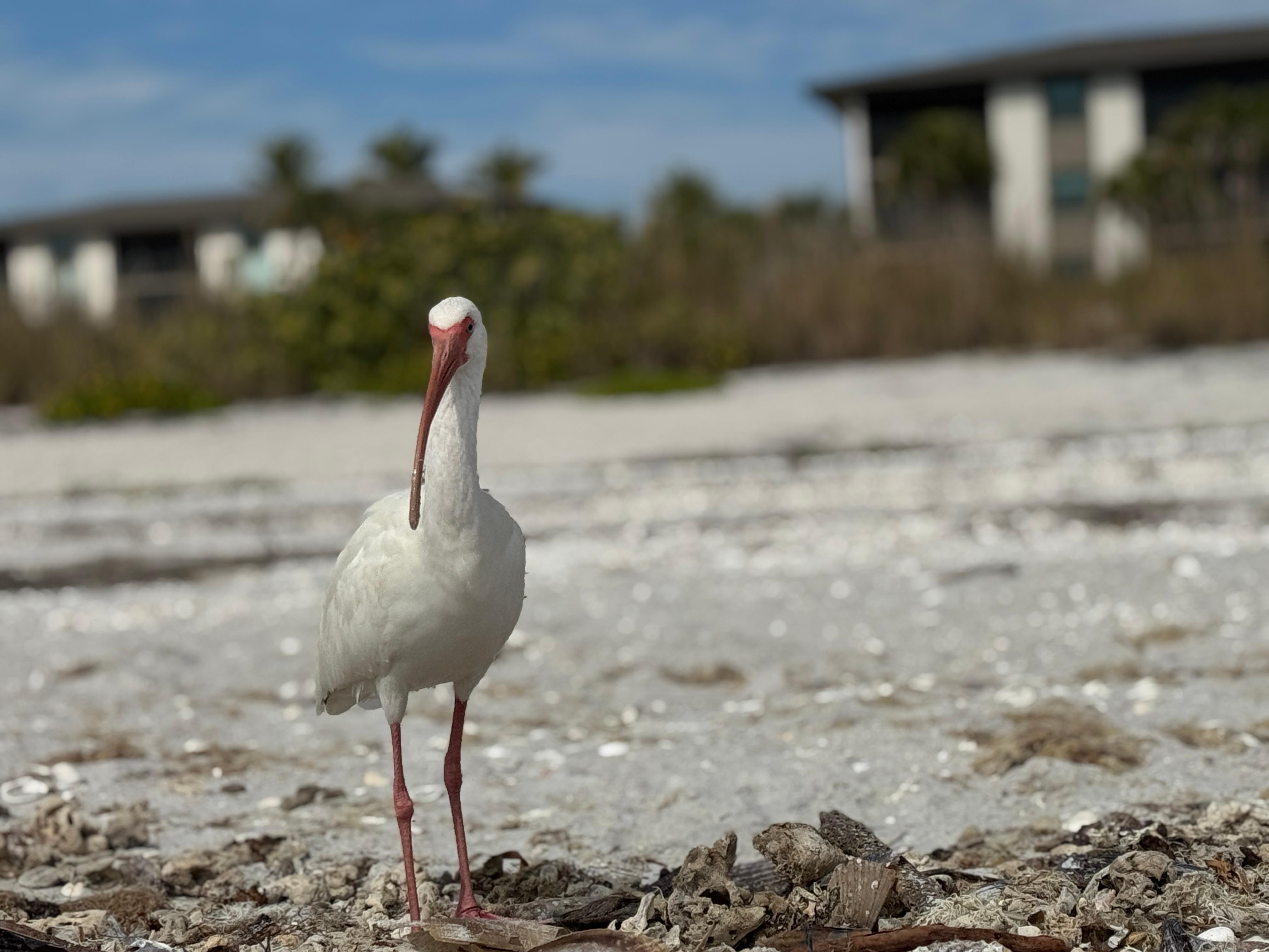 Saw ibis on the beach every day 