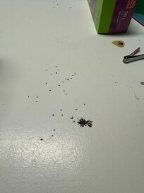 Ants