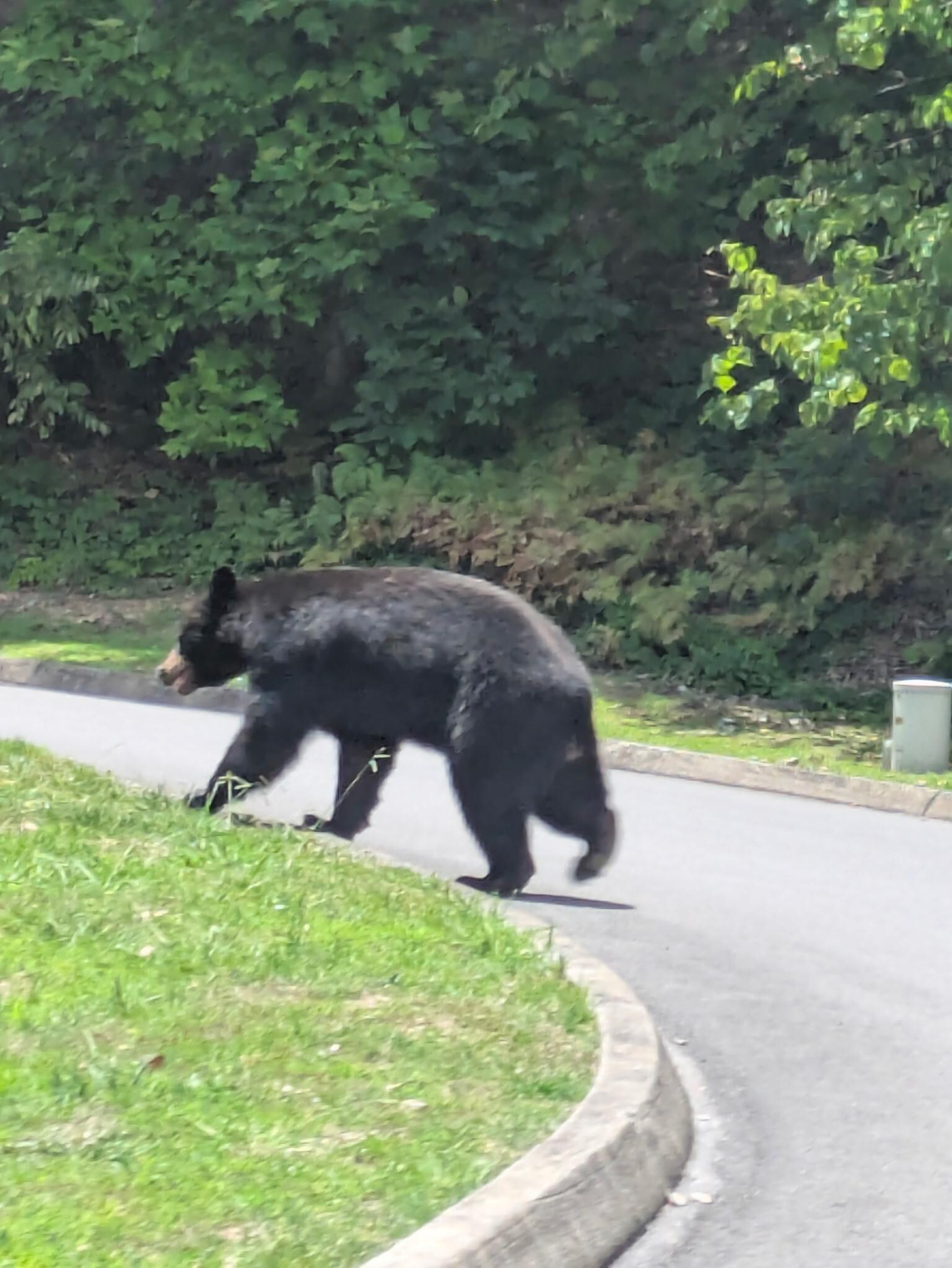 Bears walking down the road 