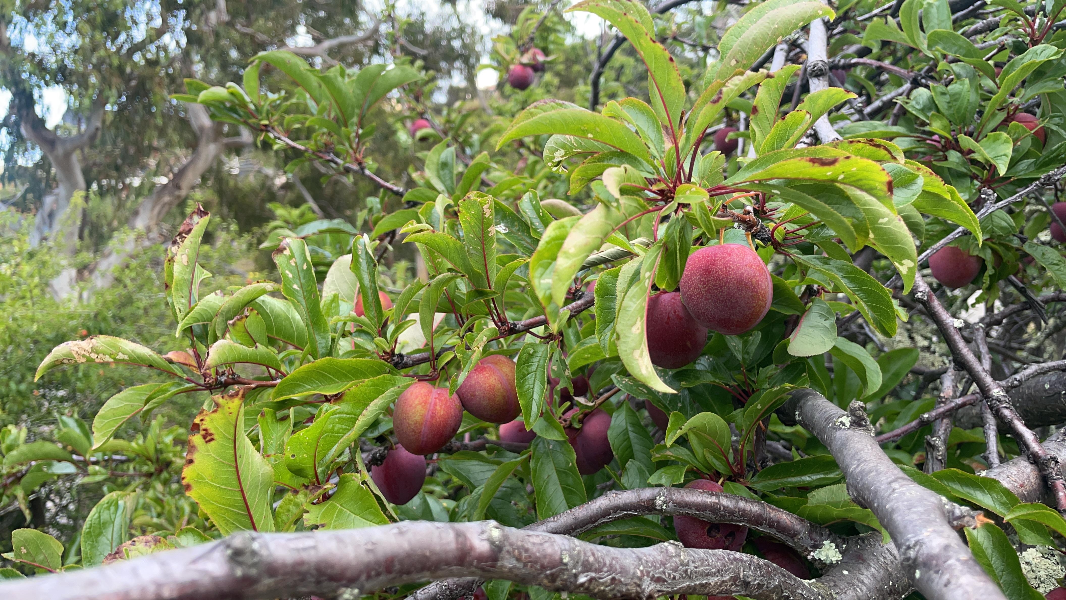Fruit trees in the yard