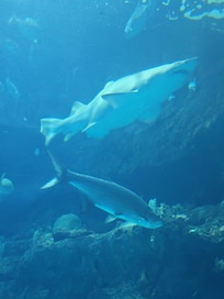 Aquarium