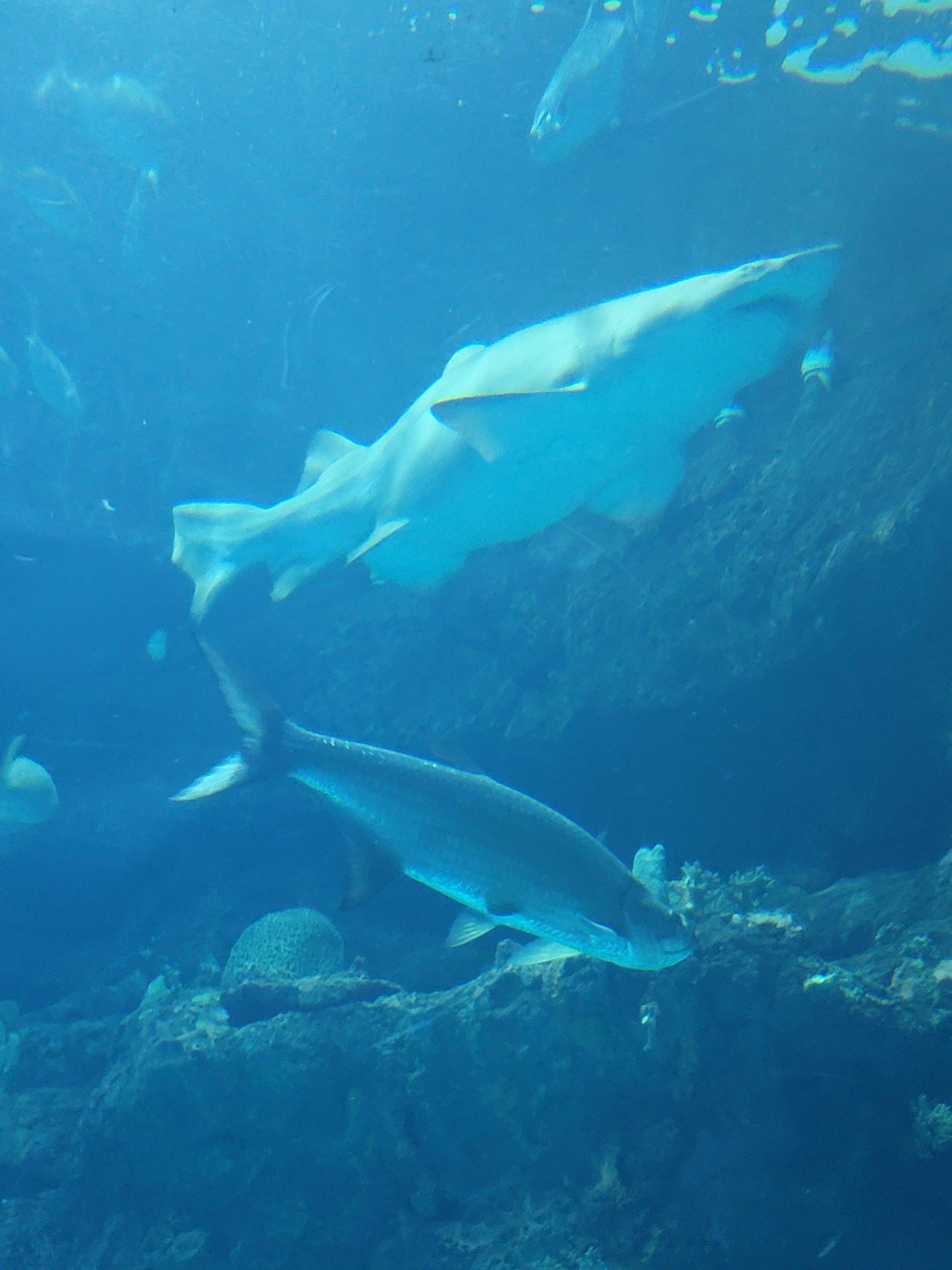 Aquarium 
