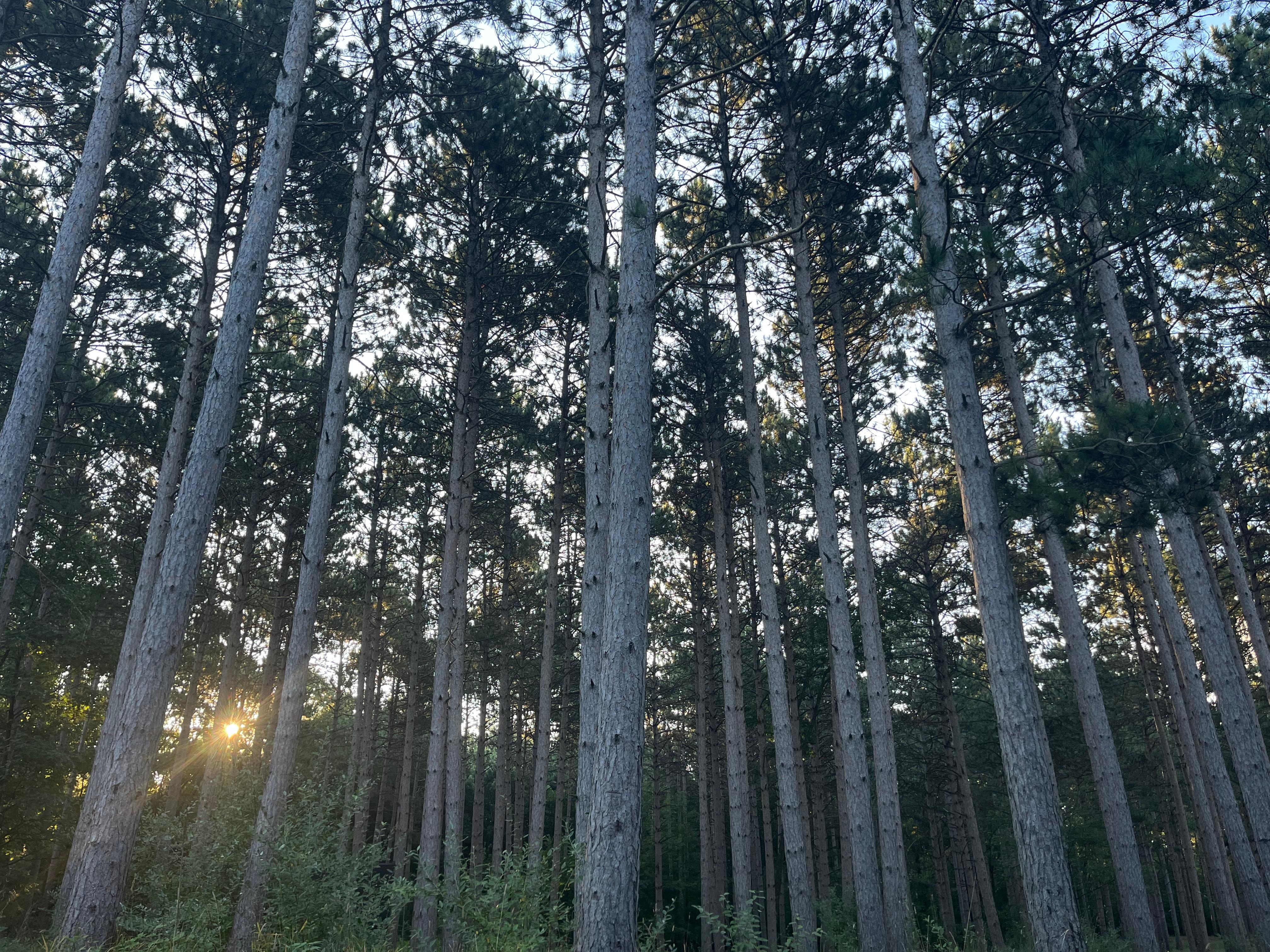 Beautiful pines all throughout. 